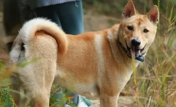 中国士狗叫什么名