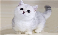 小短腿猫叫什么