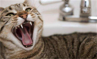猫有狂犬病有什么表现