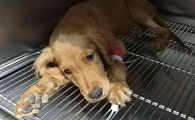 犬细小病毒治疗特效药