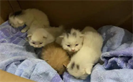 新领养的小猫一直躲着不出来