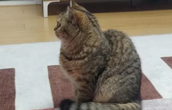 猫坐着驼背特别明显 猫坐着驼背特别明显