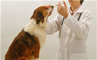 犬窝咳可以自愈吗