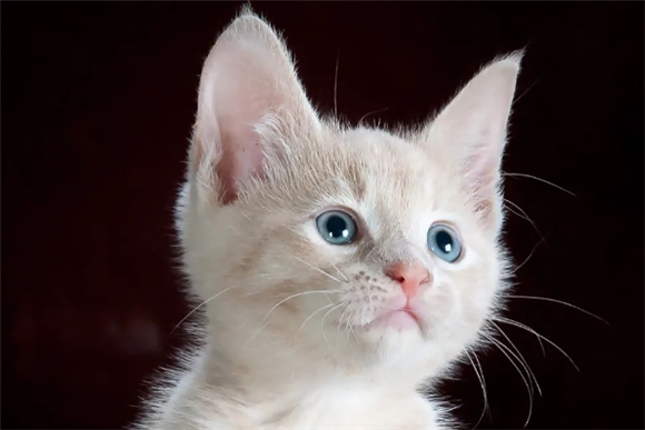 你家猫都做过什么让你崩溃的事? 你家猫都做过什么让你崩溃的事?