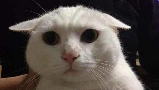 小猫的耳朵像什么?