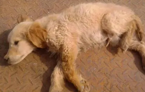 犬瘟最有效的土方法 犬瘟最有效的土方法