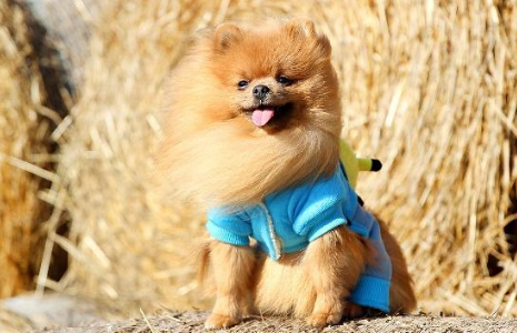松鼠犬就是博美犬吗