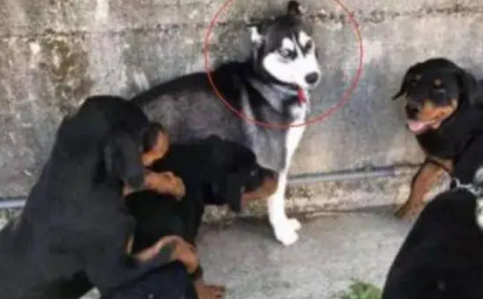 哈士奇欺负狗狗后,被狗狗叫来小伙伴包围,这时二哈反应笑喷网友 哈士奇欺负狗狗后,被狗狗叫来小伙伴包围,这时二哈反应笑喷网友