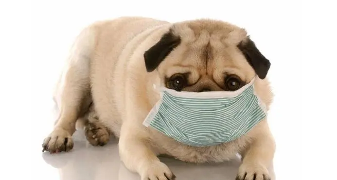 两个月小狗犬窝咳严重吗 两个月小狗犬窝咳严重吗