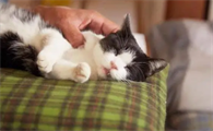 日本猫主题的电影