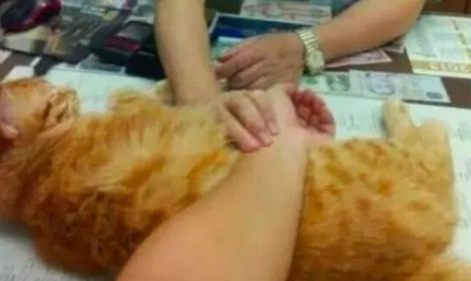老中医救下的橘猫还懂得报恩,一个举动让医馆的生意好了很多 老中医救下的橘猫还懂得报恩,一个举动让医馆的生意好了很多