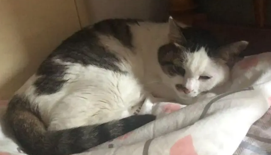 母猫产后突然不吃不喝没精神