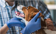 犬窝咳快速治疗方法