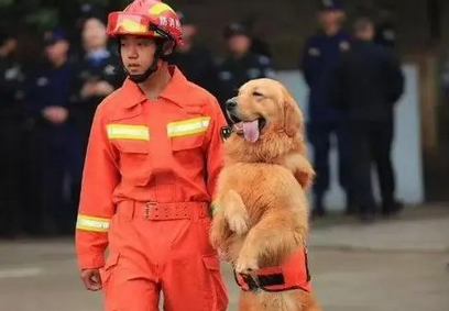 消防犬是什么狗