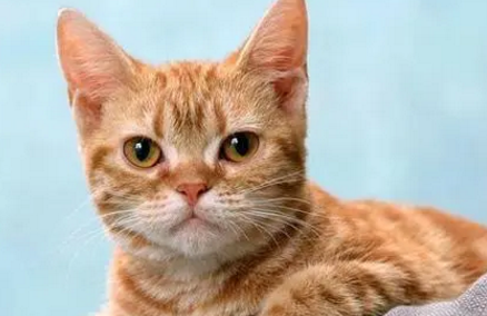 上海猫七七是谁