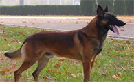 马里努阿犬是禁养犬吗