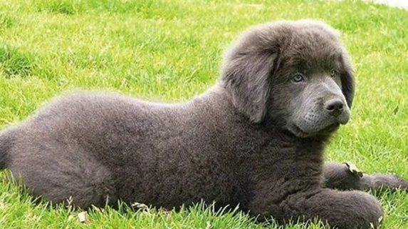 纽芬兰犬在狗中有威严吗
