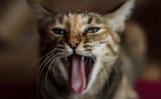 猫怎么看公母 猫怎么看公母
