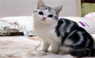 猫一直闻好像在找东西