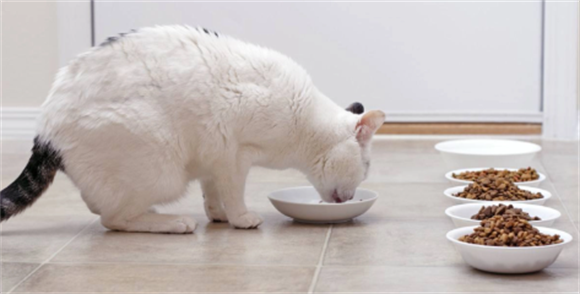 猫一天吃几顿