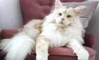 世界上最大的猫多少斤