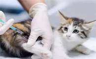 五六岁的猫没有打过疫苗