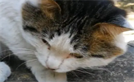流浪猫能养吗 先到医院检查身体情况