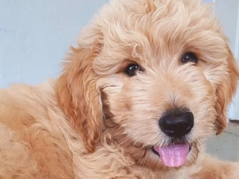 金贵犬是什么品种狗