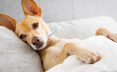 母犬腹股沟疝注意事项