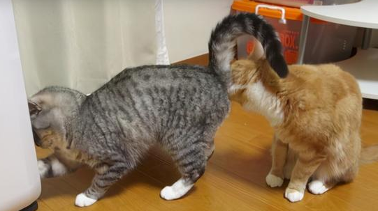 猫怎么区分 猫怎么区分
