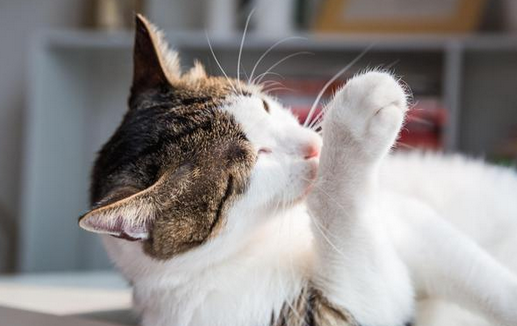猫走路甩爪子什么情况 猫走路甩爪子什么情况