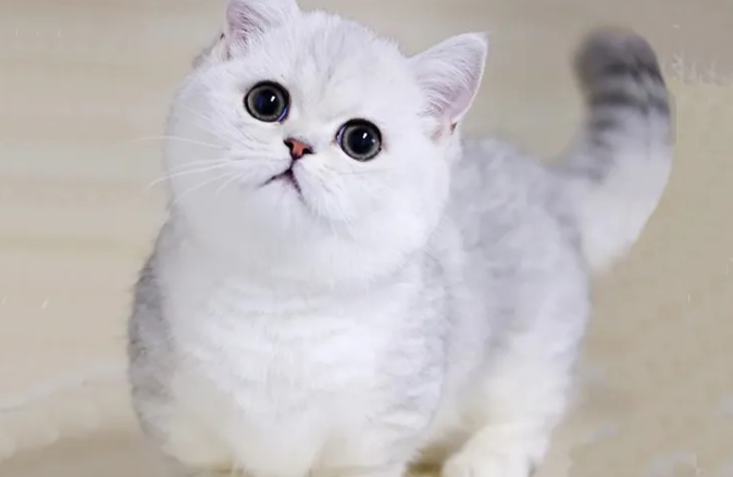小短腿猫品种及图片