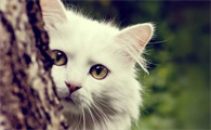 睡觉时听见猫叫但没有猫