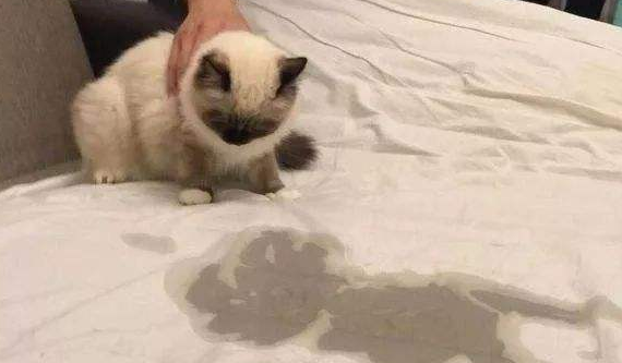 猫以前不乱尿为什么现在乱尿