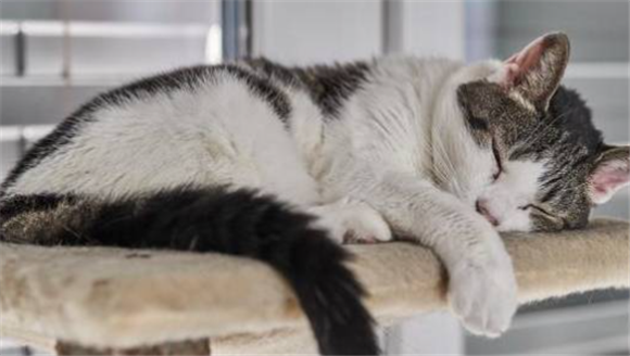 为什么养母猫不养公猫 为什么养母猫不养公猫