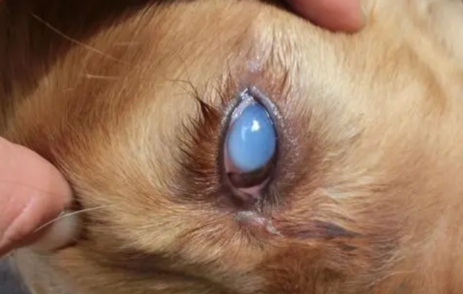 狗突然整个黑眼球都白了