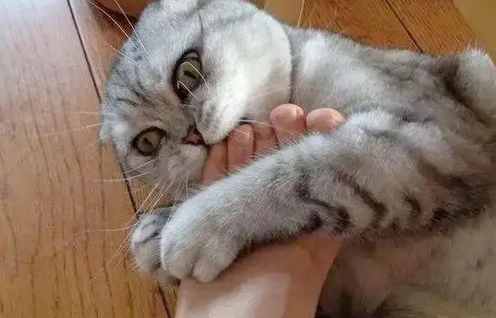 猫咪闻到主人臭脚时的反应,臭的不要不要的,最后一张堪比表情包 猫咪闻到主人臭脚时的反应,臭的不要不要的,最后一张堪比表情包