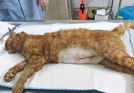 母猫几个月可以怀孕 母猫几个月可以怀孕