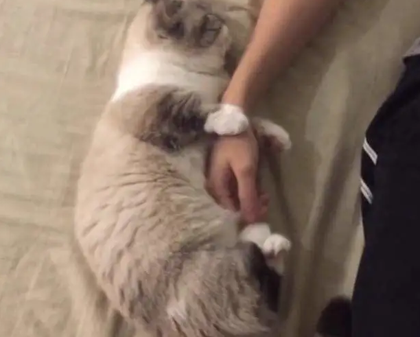 猫真的能变成人吗