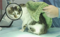 母猫绝育恢复期多久