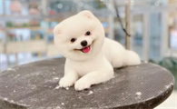 卡拉猫包包是什么档次