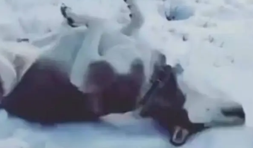 南方的哈士奇第一次见到雪,兴奋的根本停不下来,一脸幸福 南方的哈士奇第一次见到雪,兴奋的根本停不下来,一脸幸福