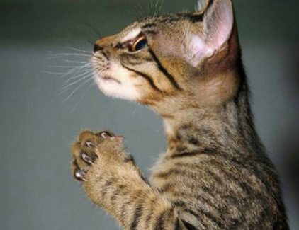天上哪位神仙养猫