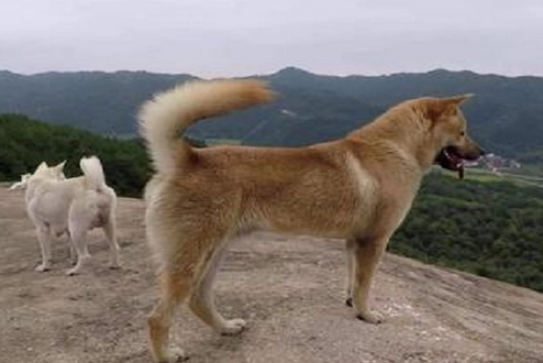 太行犬最大多少斤重 太行犬最大多少斤重