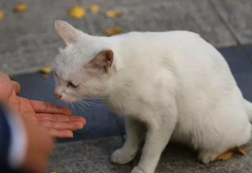 农村猫丢了找猫的窍门