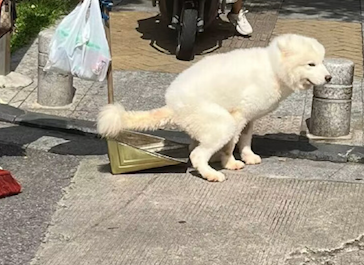 萨摩耶散步时要上厕所,竟把清洁工阿姨的簸箕当马桶,挺有素质啊 萨摩耶散步时要上厕所,竟把清洁工阿姨的簸箕当马桶,挺有素质啊
