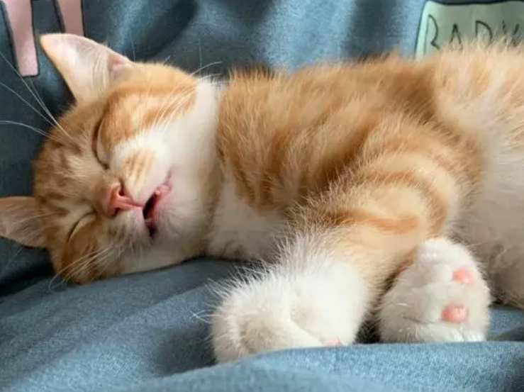橘猫也能坐车出去交友了 小表情可神气了 橘猫也能坐车出去交友了 小表情可神气了