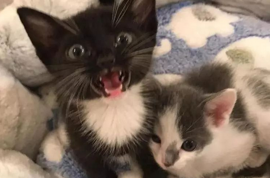 大猫被小猫烦到不行,最后总算是找到了小奶猫的致命弱点 大猫被小猫烦到不行,最后总算是找到了小奶猫的致命弱点