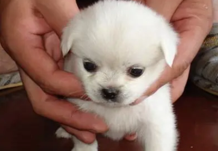 小白狗取名大全集