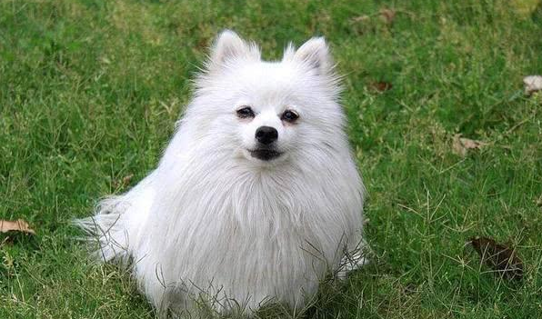 银狐犬和博美哪个智商高